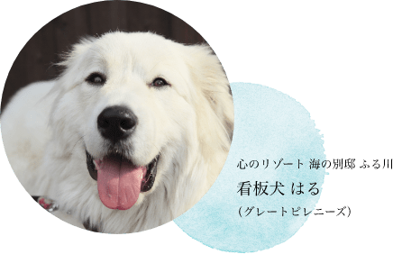 看板犬 はる